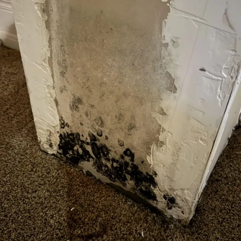 Professional Mold Removal in Foxborough, MA